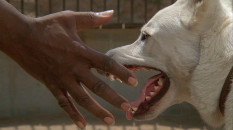 WHITE DOG (1982)